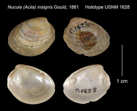 صورة Nucula insignis (Hayami & Kase 1993)