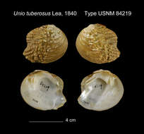Image of Unio tuberosus I. Lea 1840
