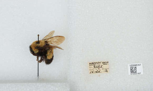 Слика од Bombus affinis Cresson 1864