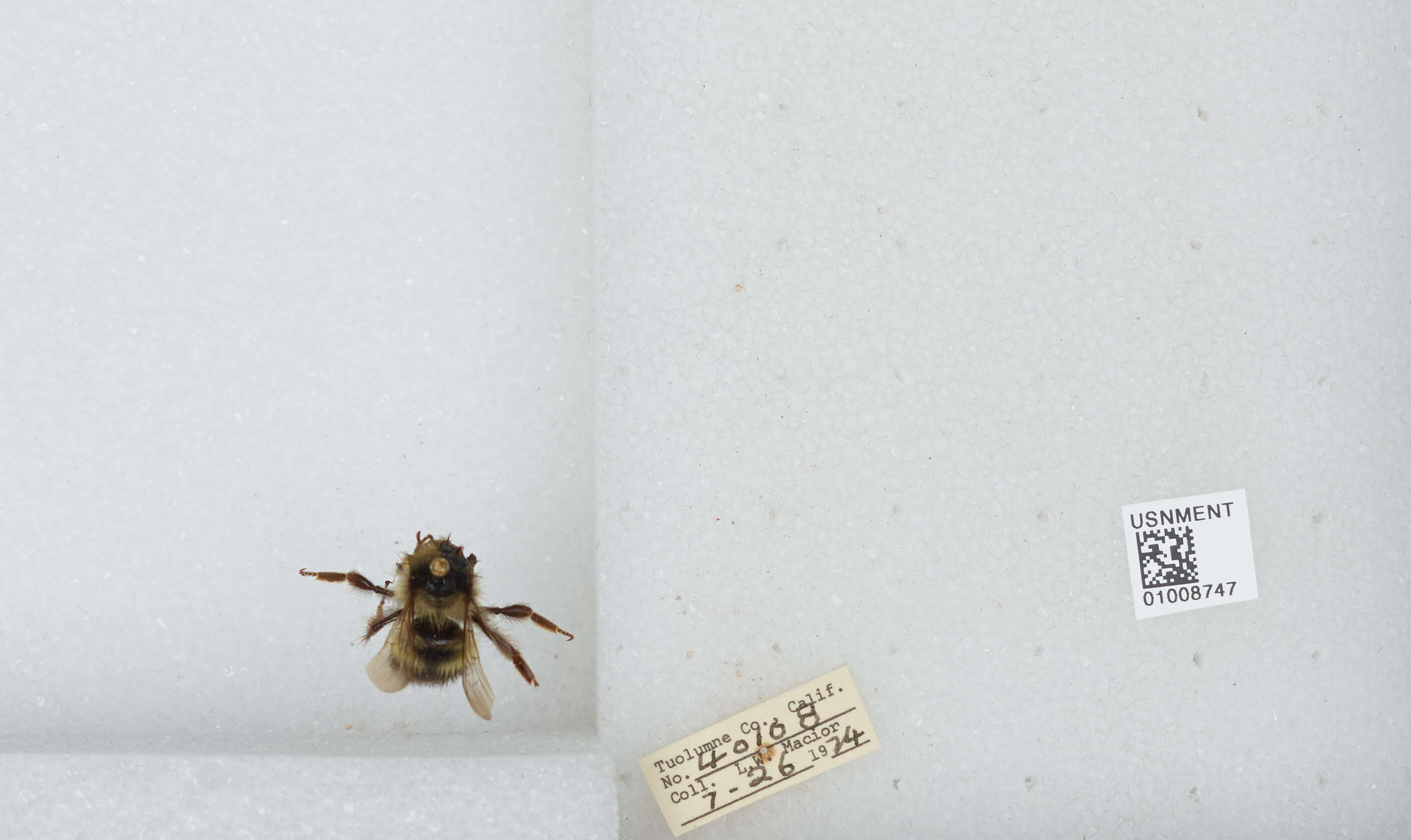 Image of Yellow Head Bumble Bee