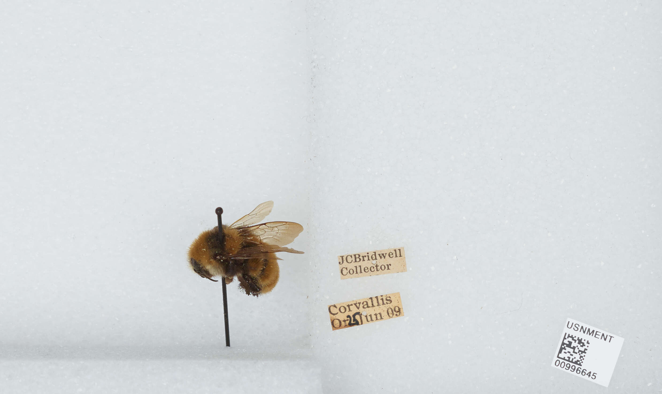 Слика од Bombus appositus Cresson 1879