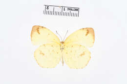 Image of Eurema desjardinsii (Boisduval 1833)