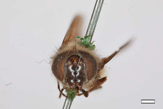 صورة Cheilosia occidentalis Williston 1882