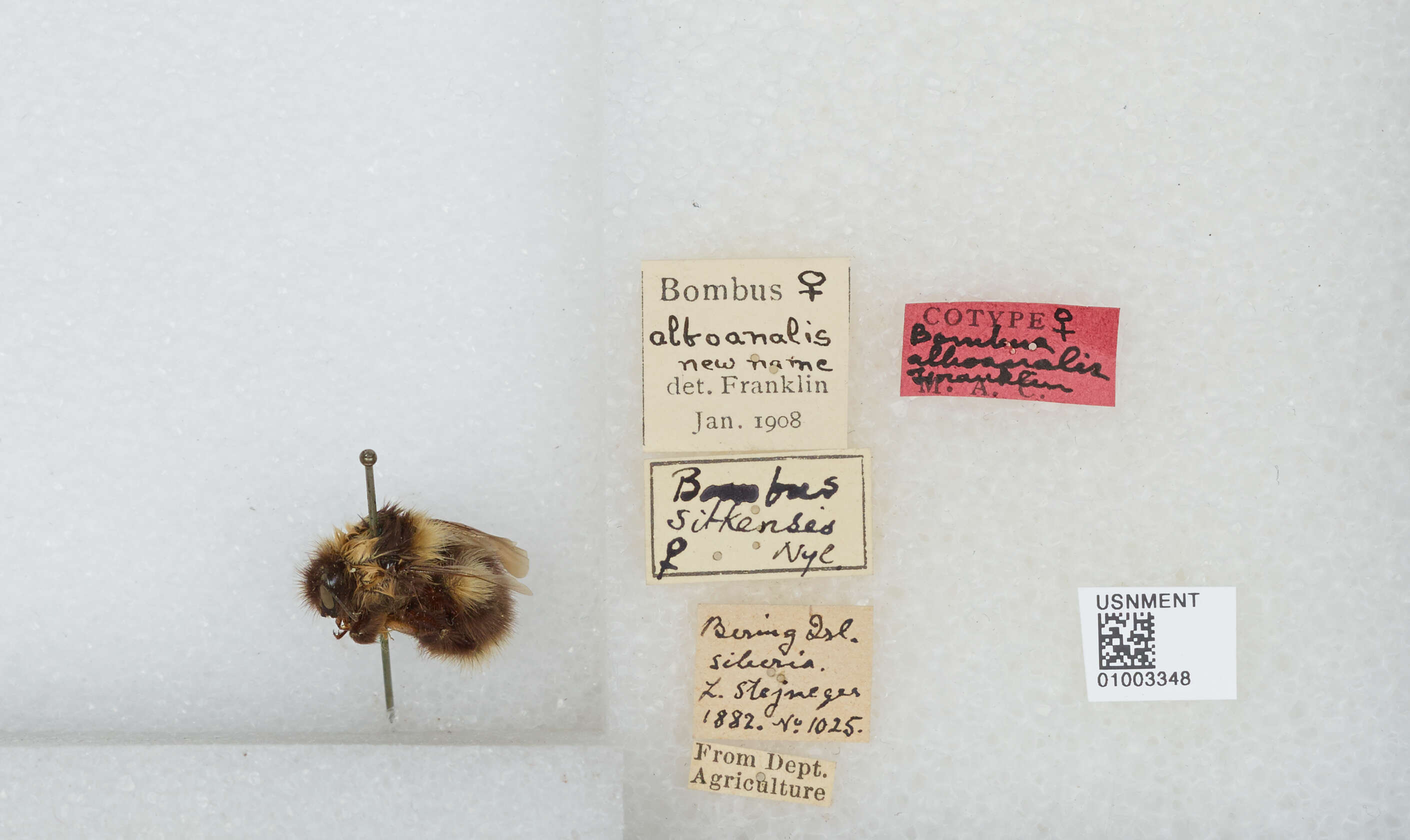 Image of Bombus jonellus (Kirby 1802)