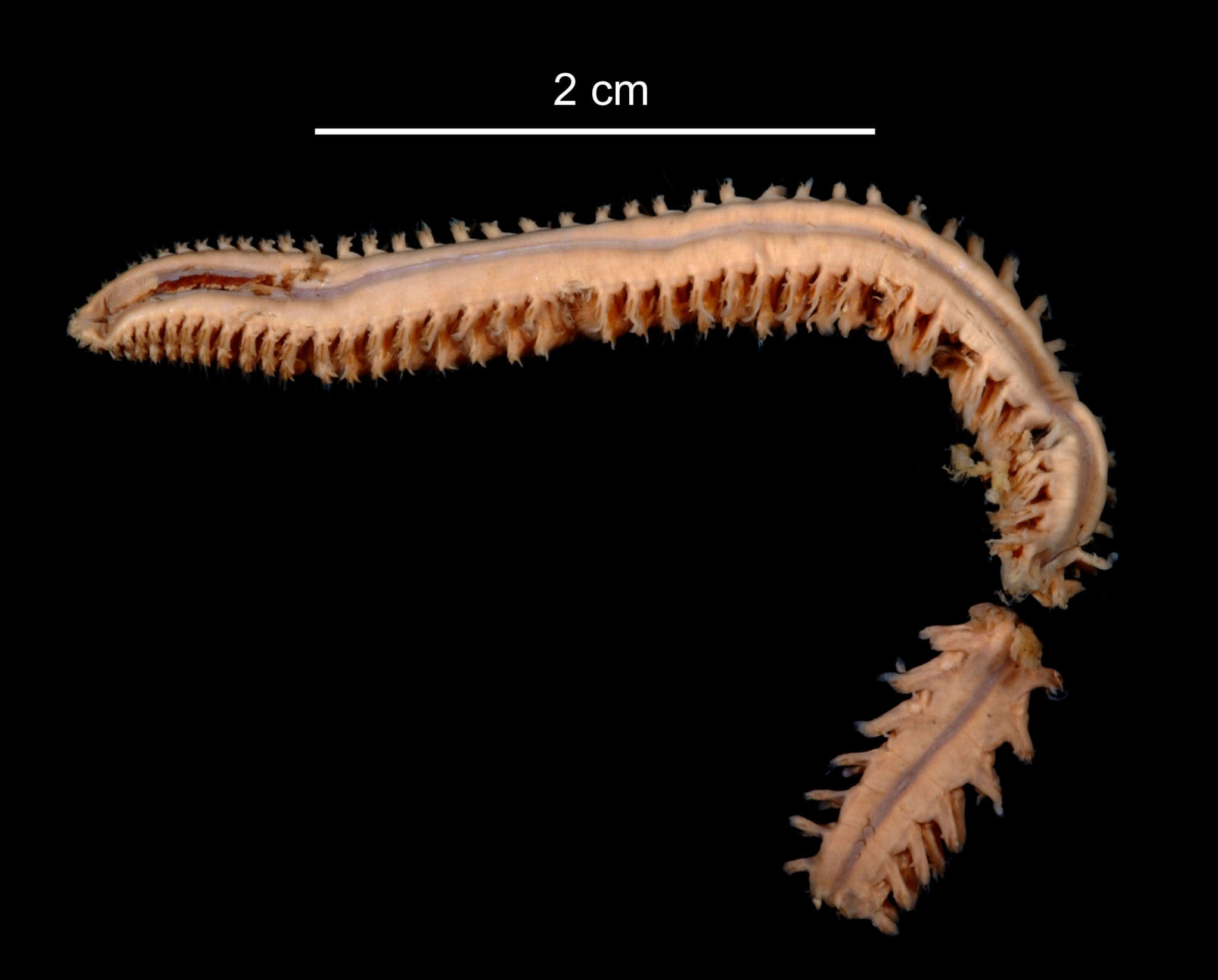 Aglaophamus foliosus Hartman 1967 resmi