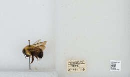 Image of Bombus vagans vagans Smith 1854