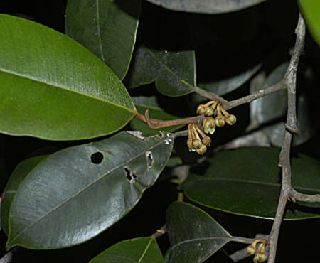 Micropholis guyanensis subsp. guyanensis resmi