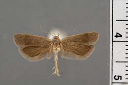 Image of Anacampsis psoraliella Barnes & Busck 1920