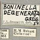 Image of Boninella degenerata Gressitt 1956