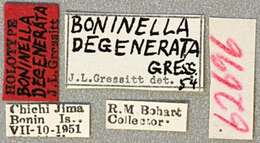 Image of Boninella degenerata Gressitt 1956