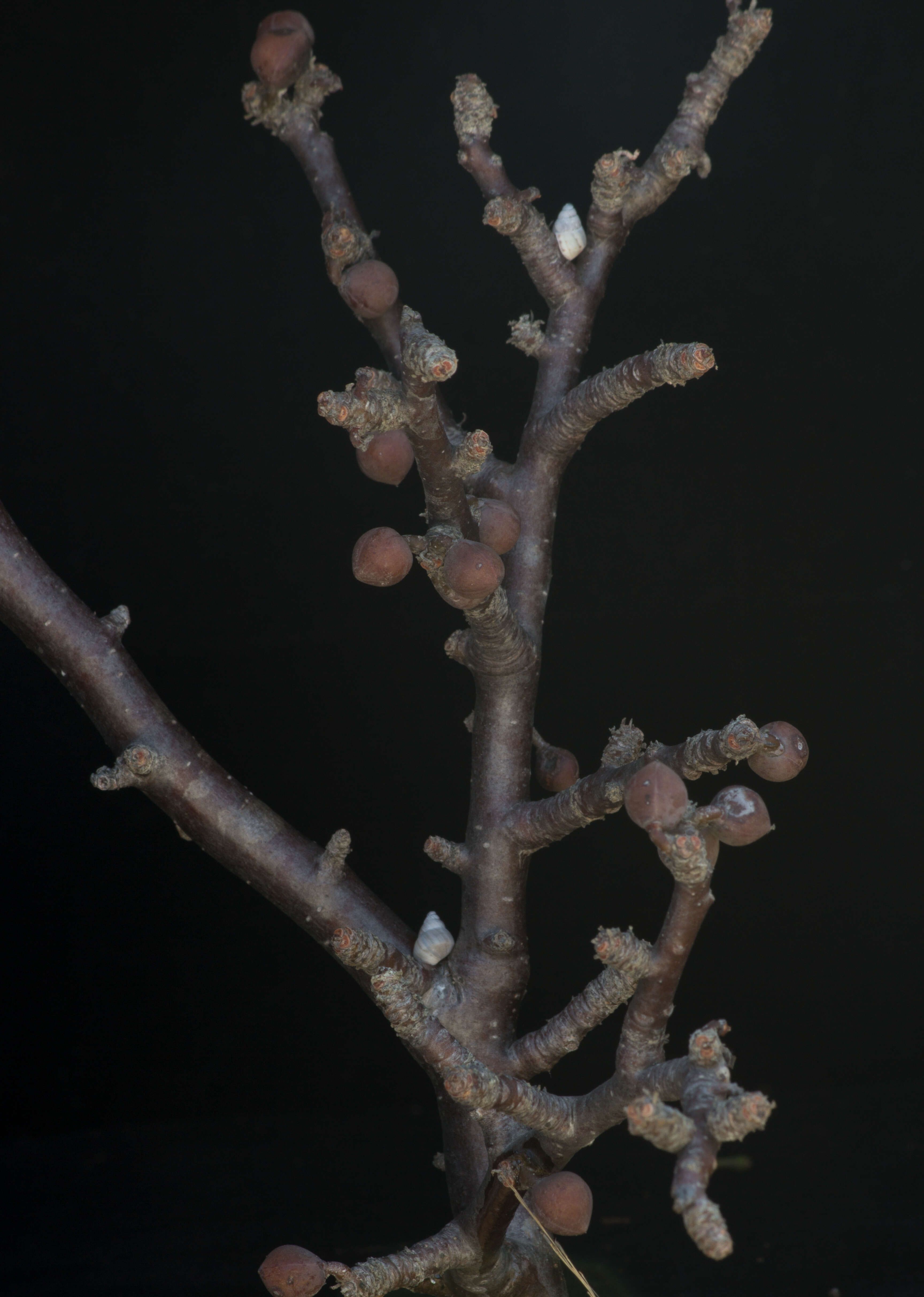 Image of Bursera schlechtendalii Engl.