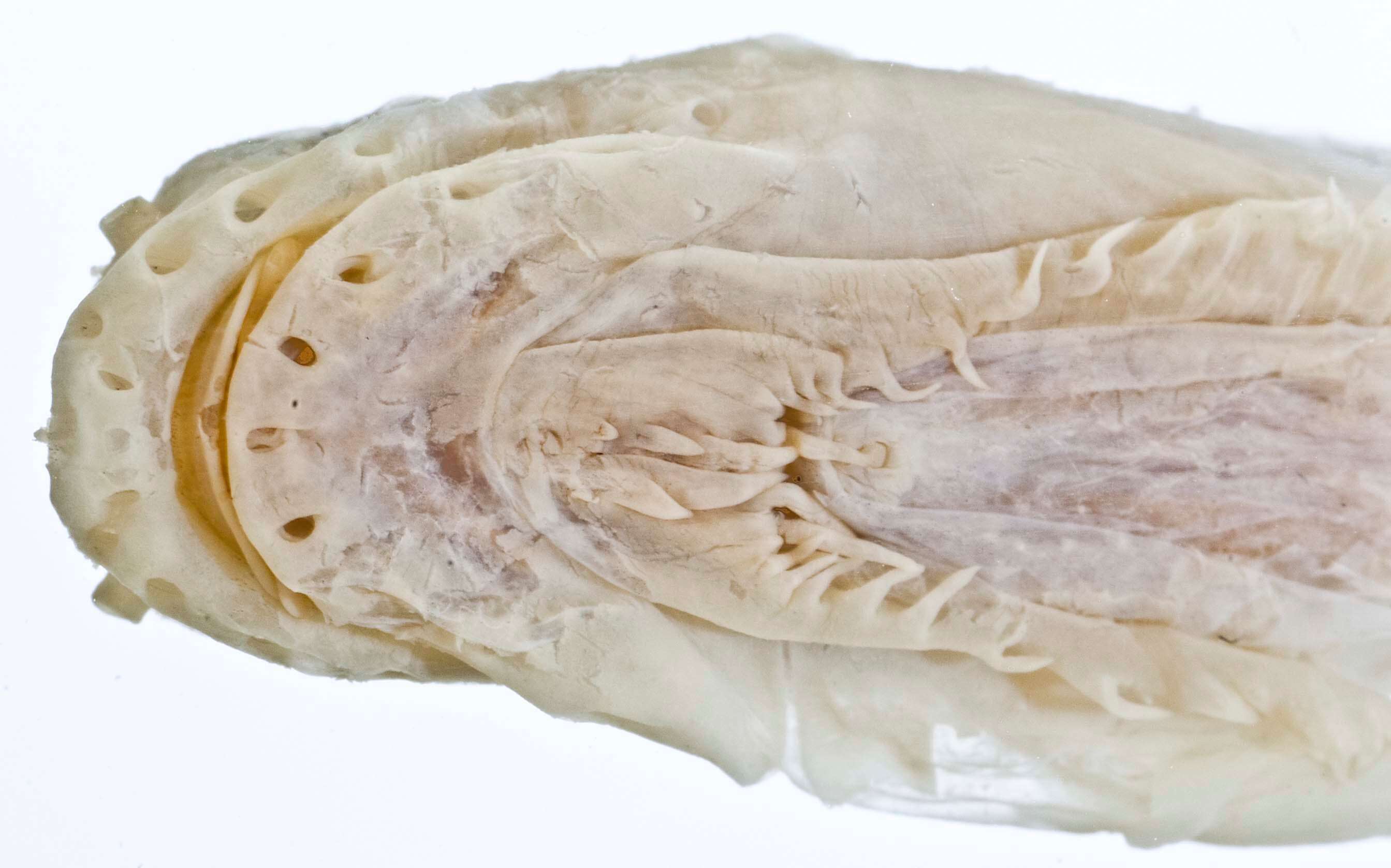 Image of Deep-body snailfish