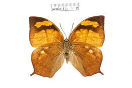 Image of Fountainea eurypyle