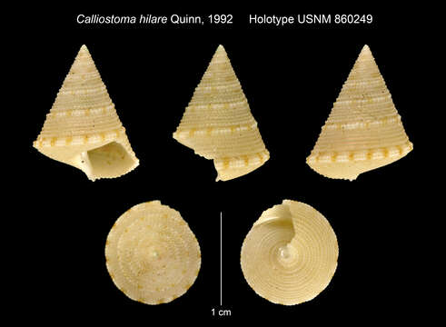 Image de Calliostoma hilare Quinn 1992