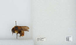 Image of Bombus ephippiatus Say 1837