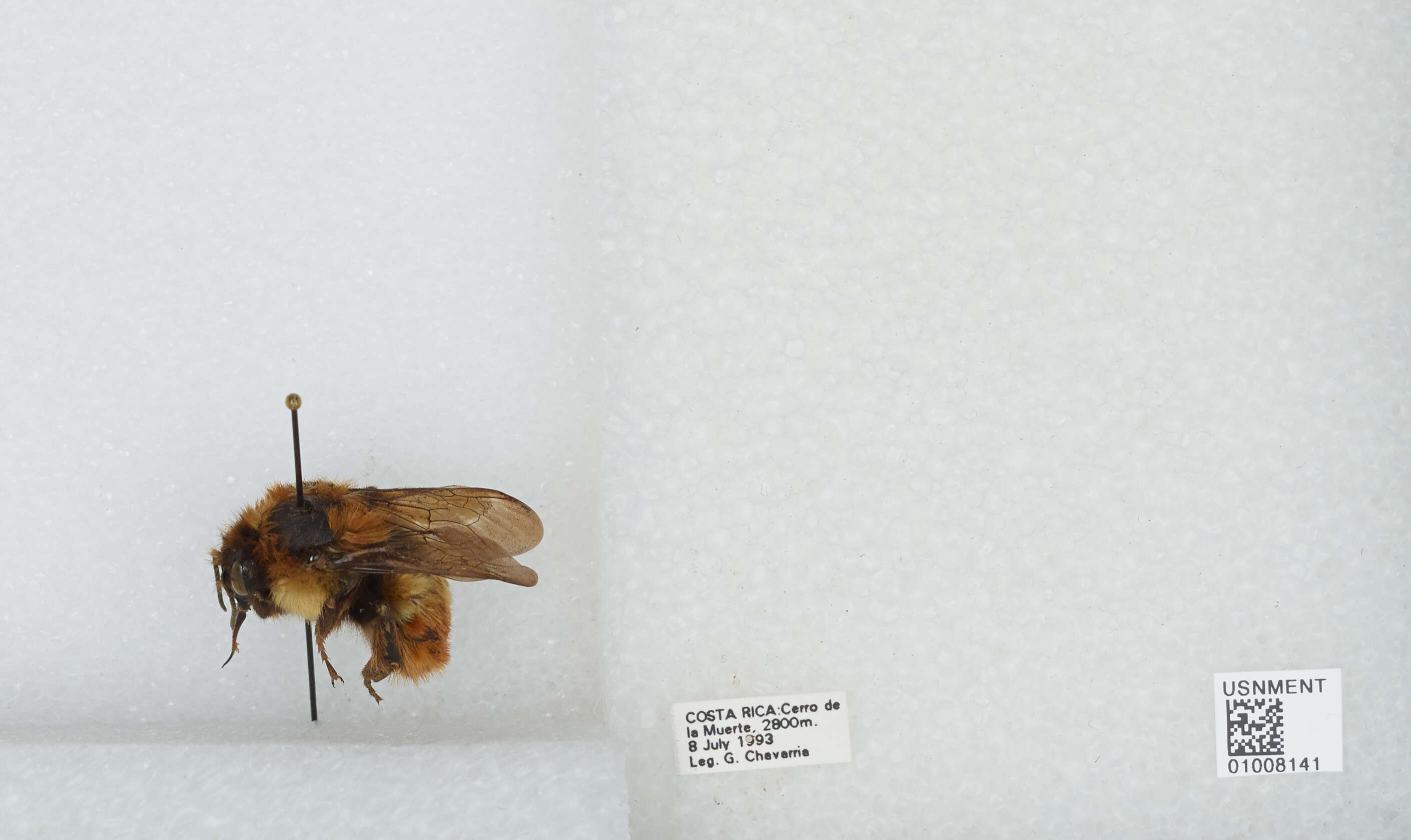 Image of Bombus ephippiatus Say 1837