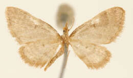 Imagem de Eupithecia nemoralis Schaus 1913