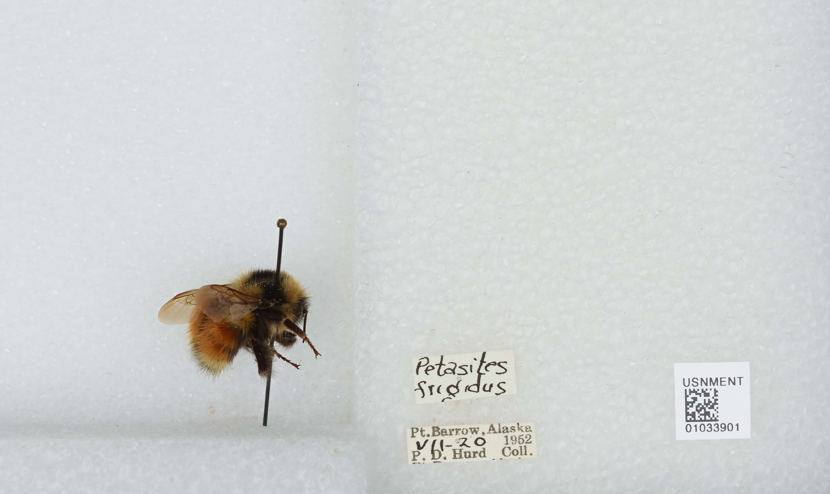 Image de Bombus sylvicola Kirby 1837