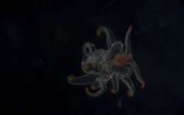 Image of Astropectinidae