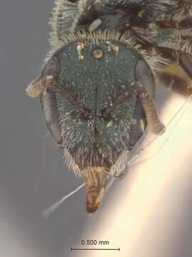 Image of Halictus