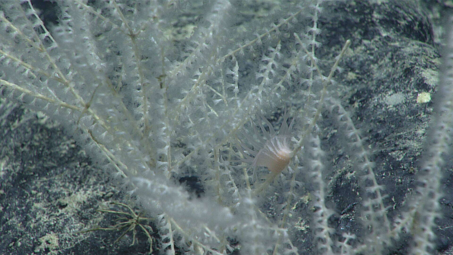 Image of Calyptrophora carinata Cairns 2018