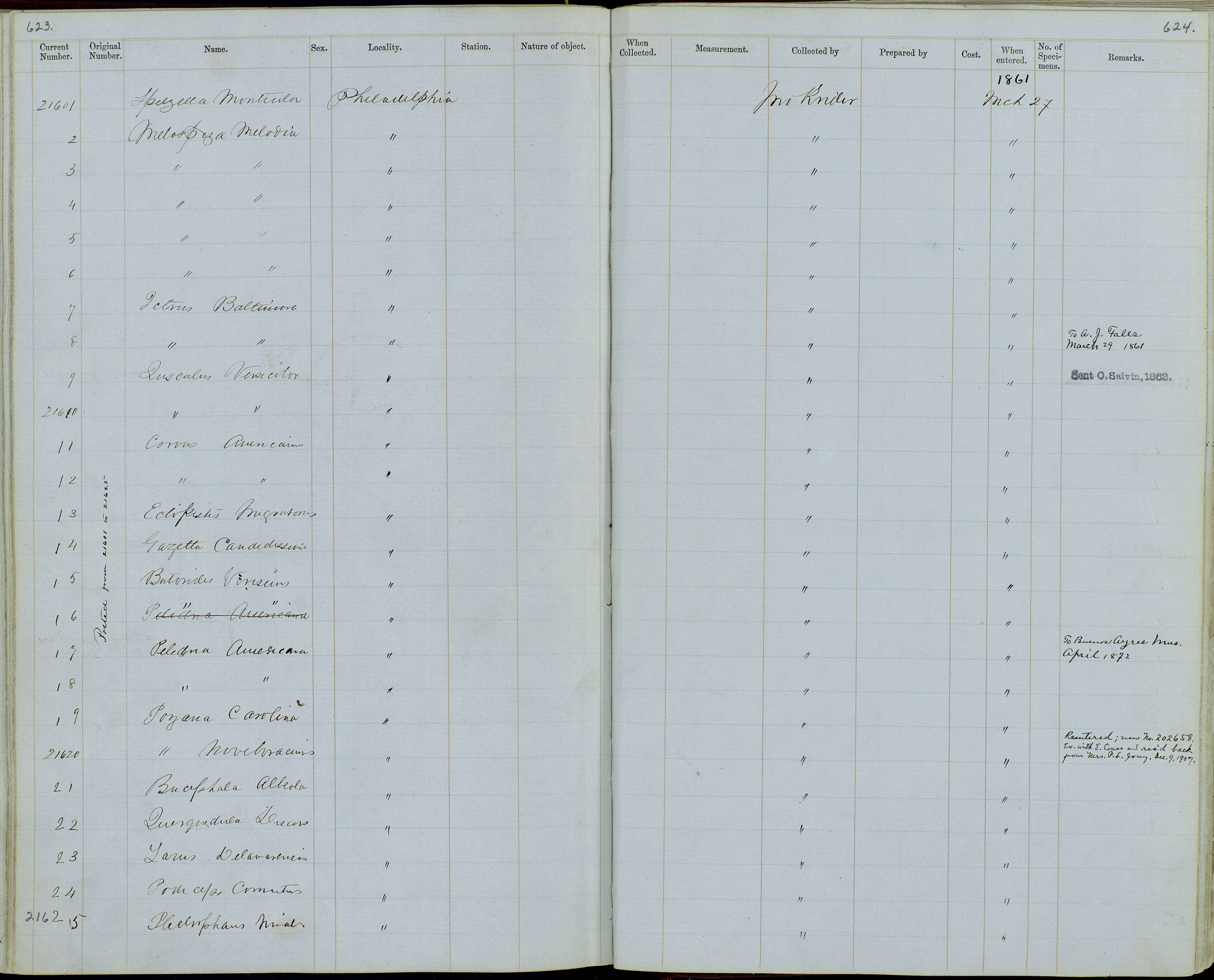 Image of Coturnicops Gray & GR 1855