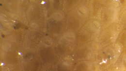 Image of Phylactella pacifica O'Donoghue 1923