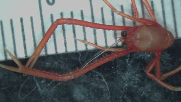 Image of painted yeti squat lobster