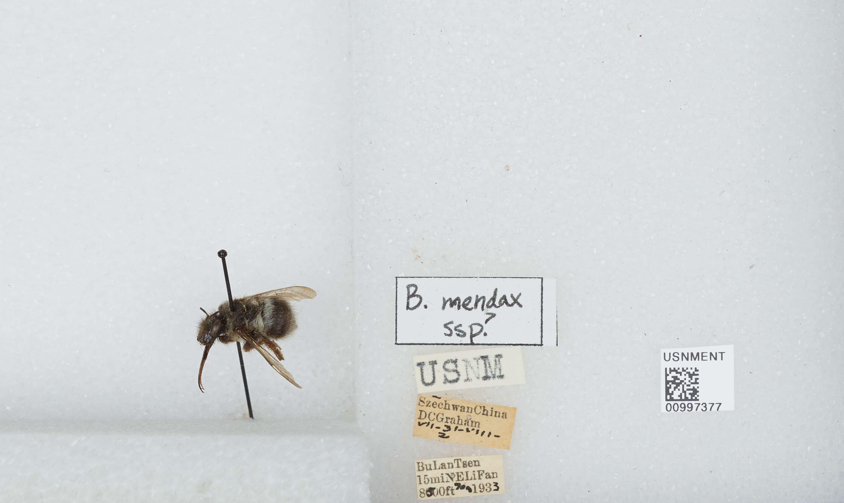 Image of Bombus convexus Wang 1979