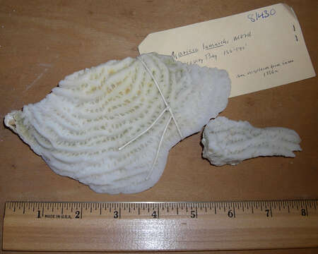 Image of Lamarck´s sheet coral