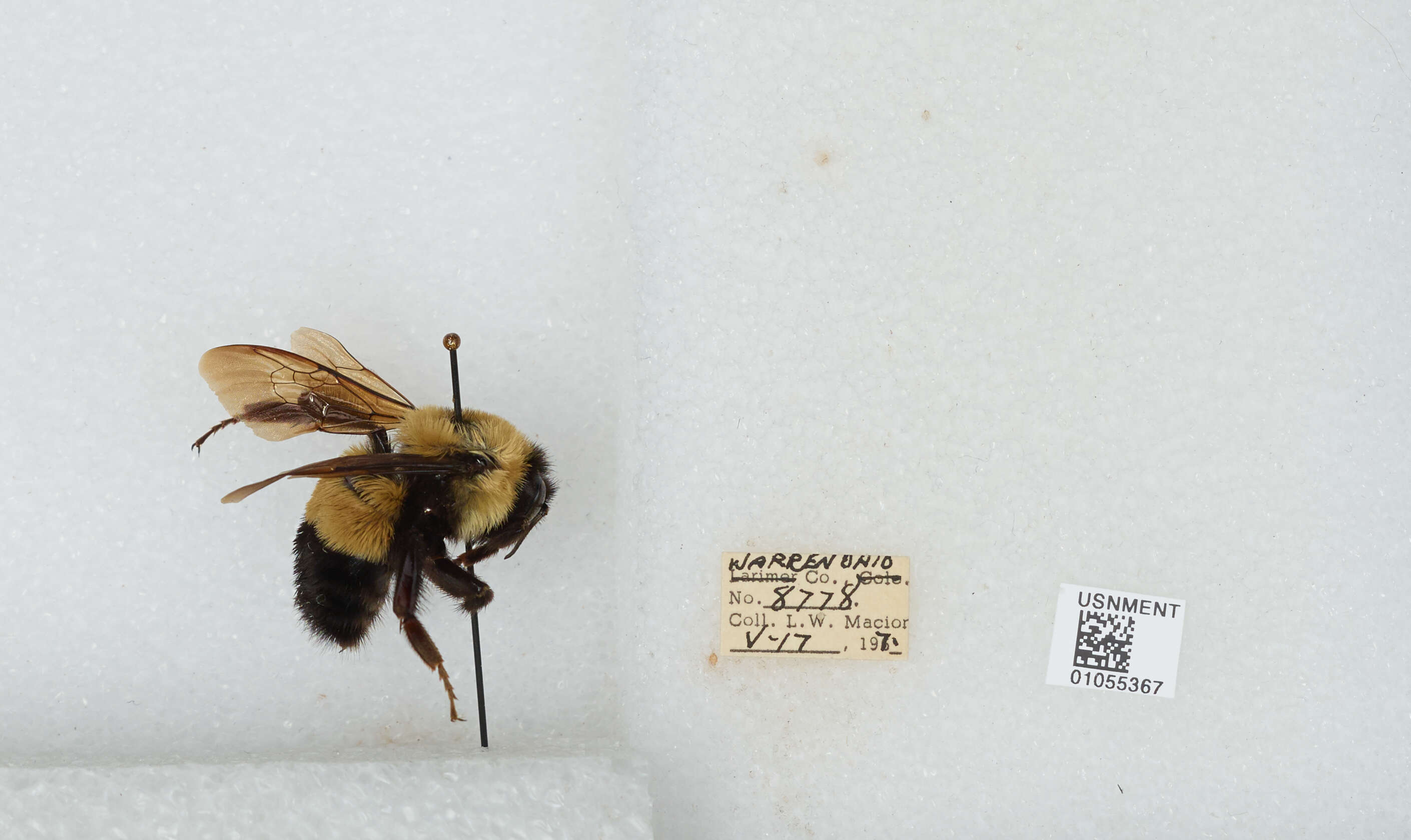 Слика од Bombus affinis Cresson 1864