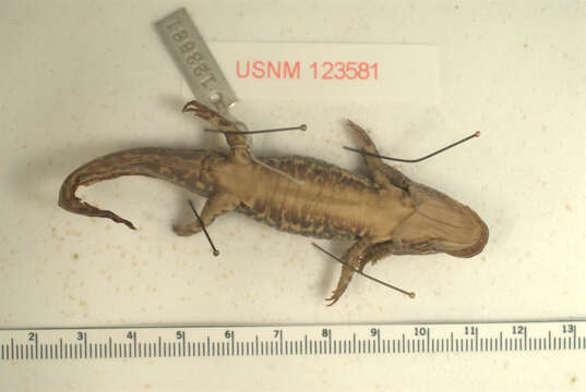 Image of Tarahumara Salamander