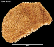 Image of Ceramaster australis H. E. S. Clark 2001