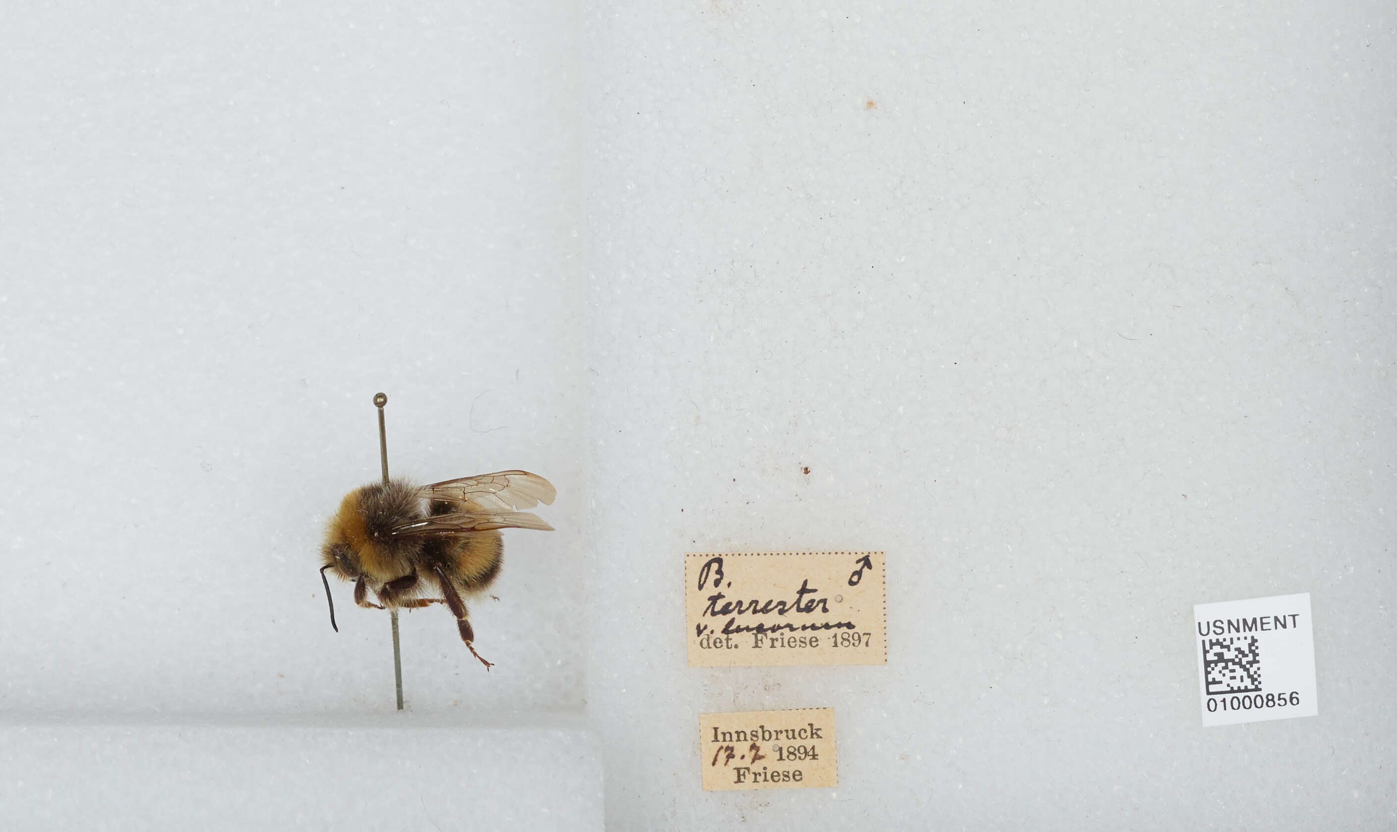 Image of White-tailed bumblebee