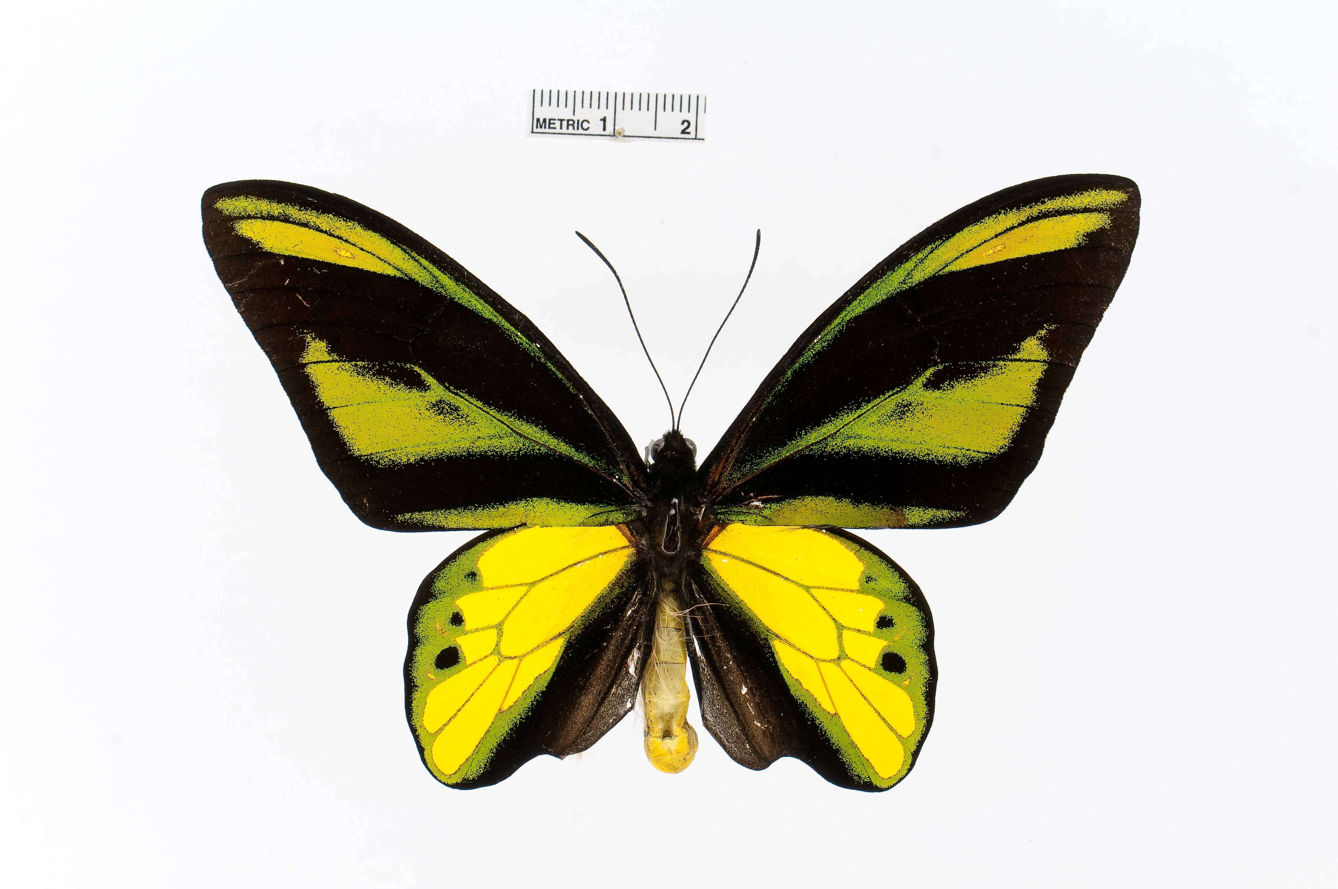 Слика од Ornithoptera tithonus de Haan 1840