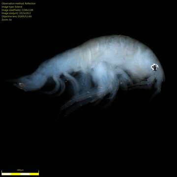 Image of Amphipoda