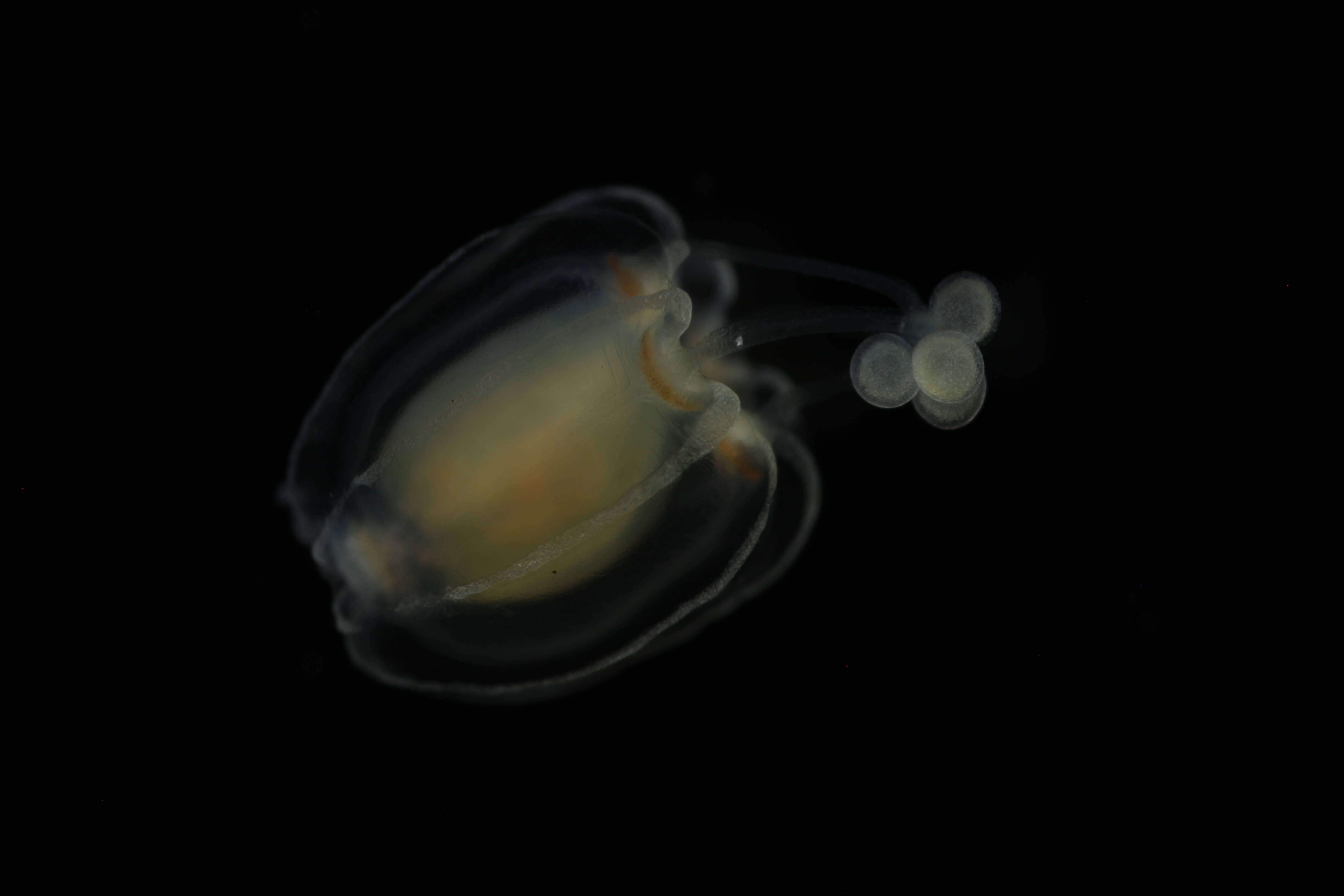 Image of Ectopleura L. Agassiz 1862