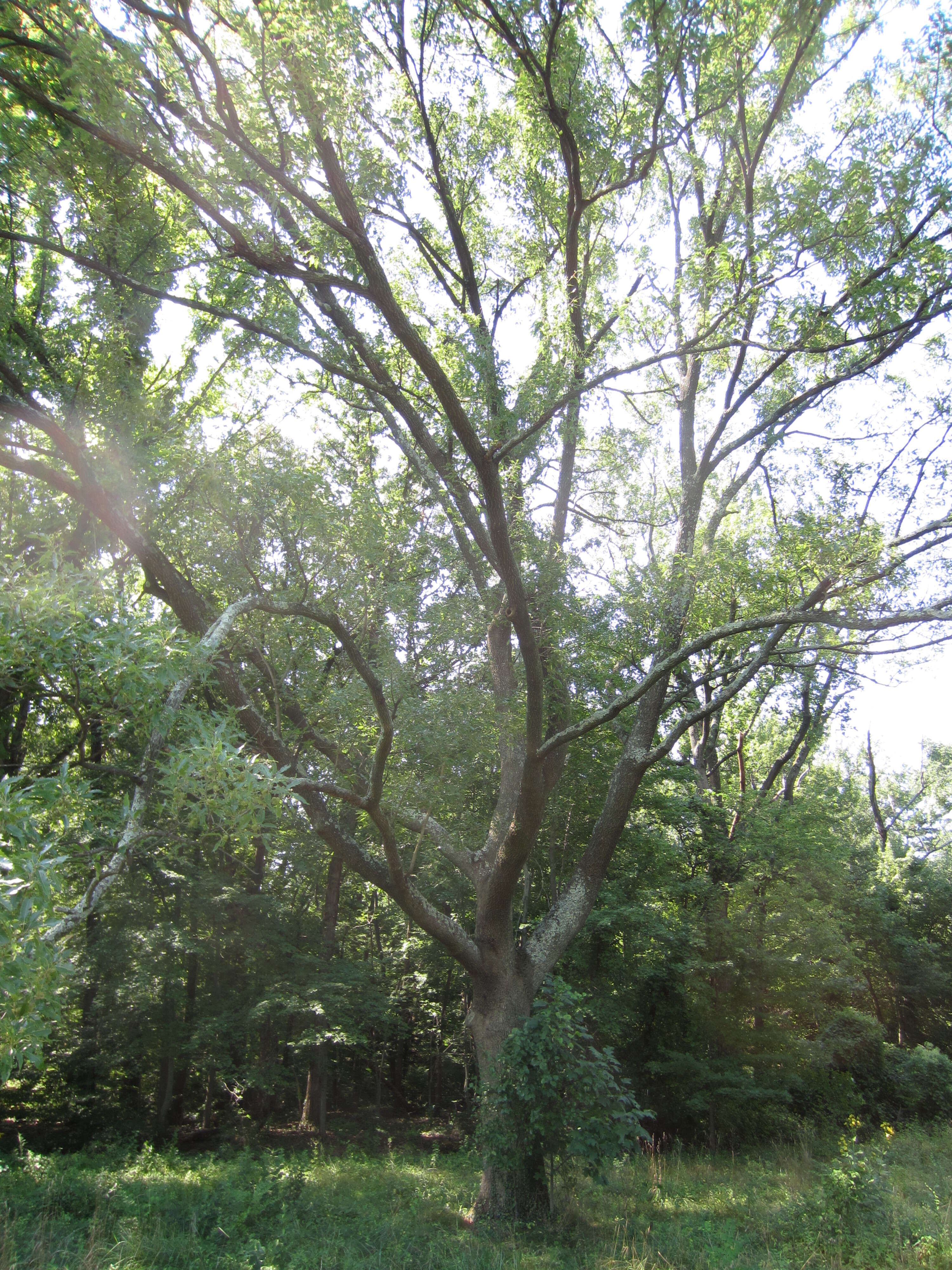 Image of Saw-tooth Oak