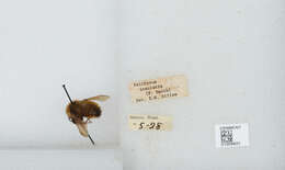 Image de Bombus insularis (Smith 1861)