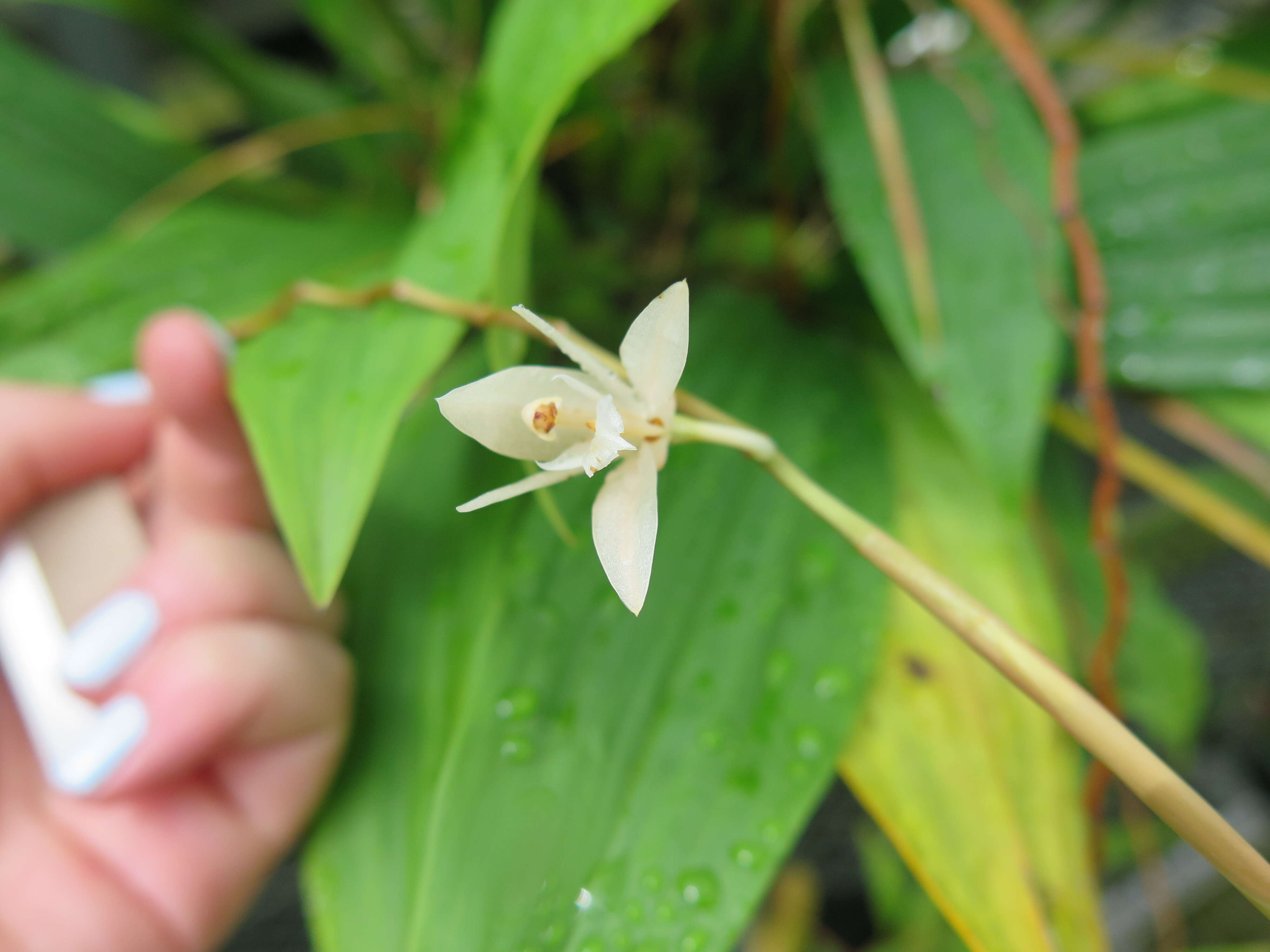 Image of Coelogyne bilamellata Lindl.