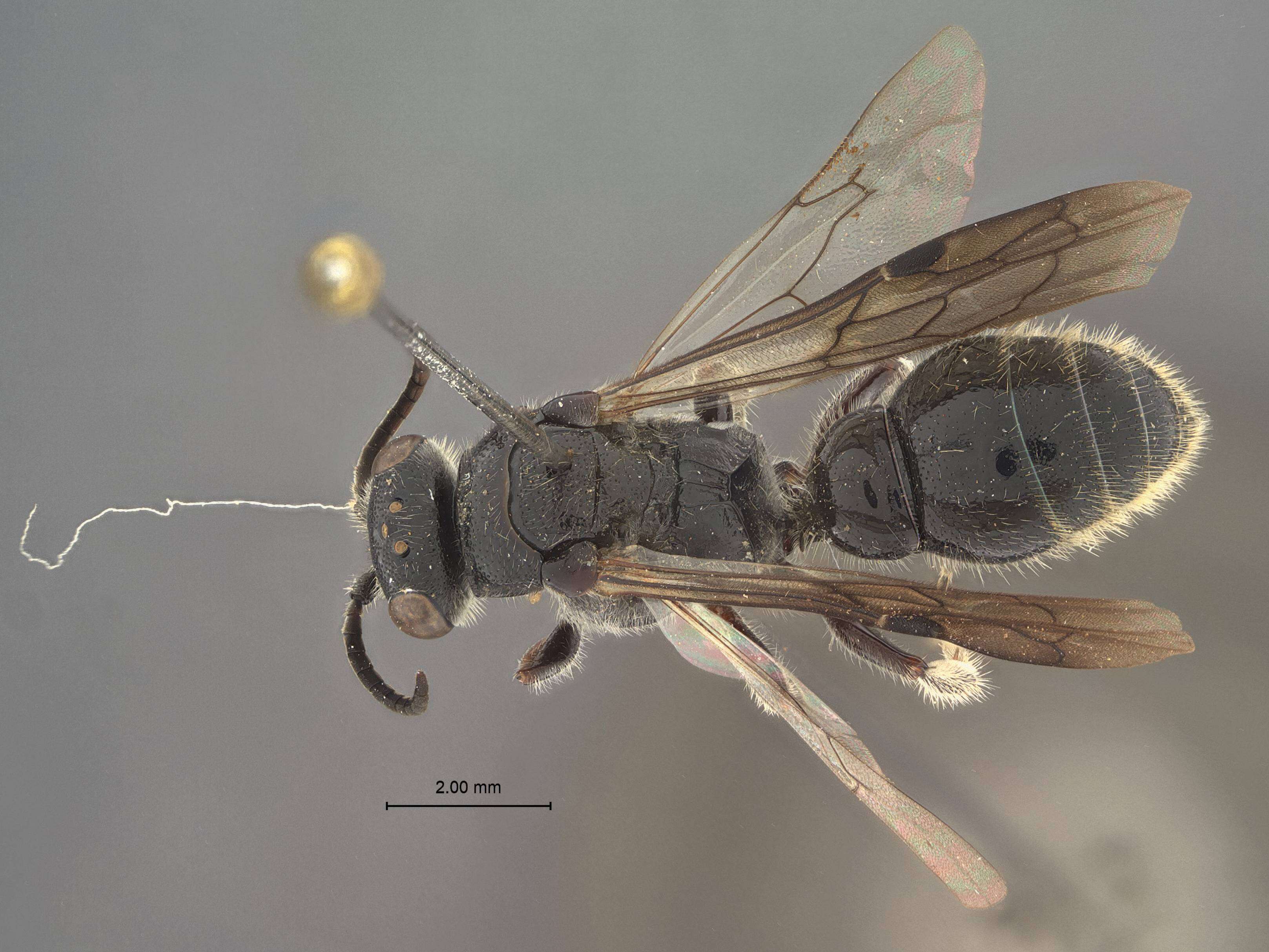 Image of Tiphia fortidentata Tsuneki 1986