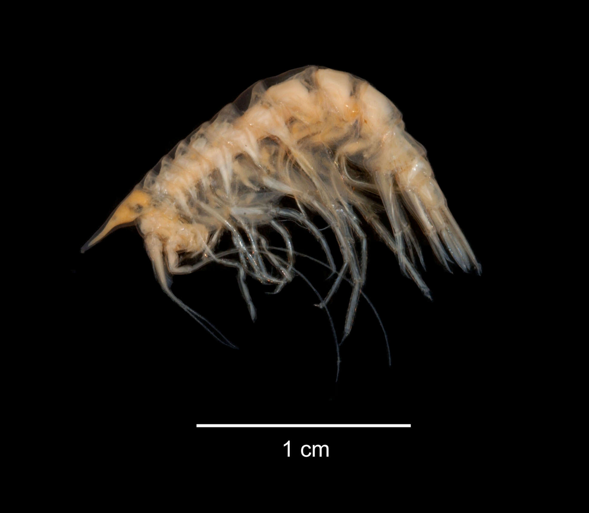 Image of Cyphocarididae