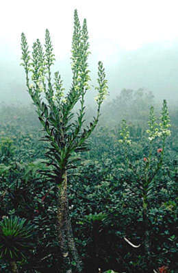 Image of Alakai Swamp Lobelia