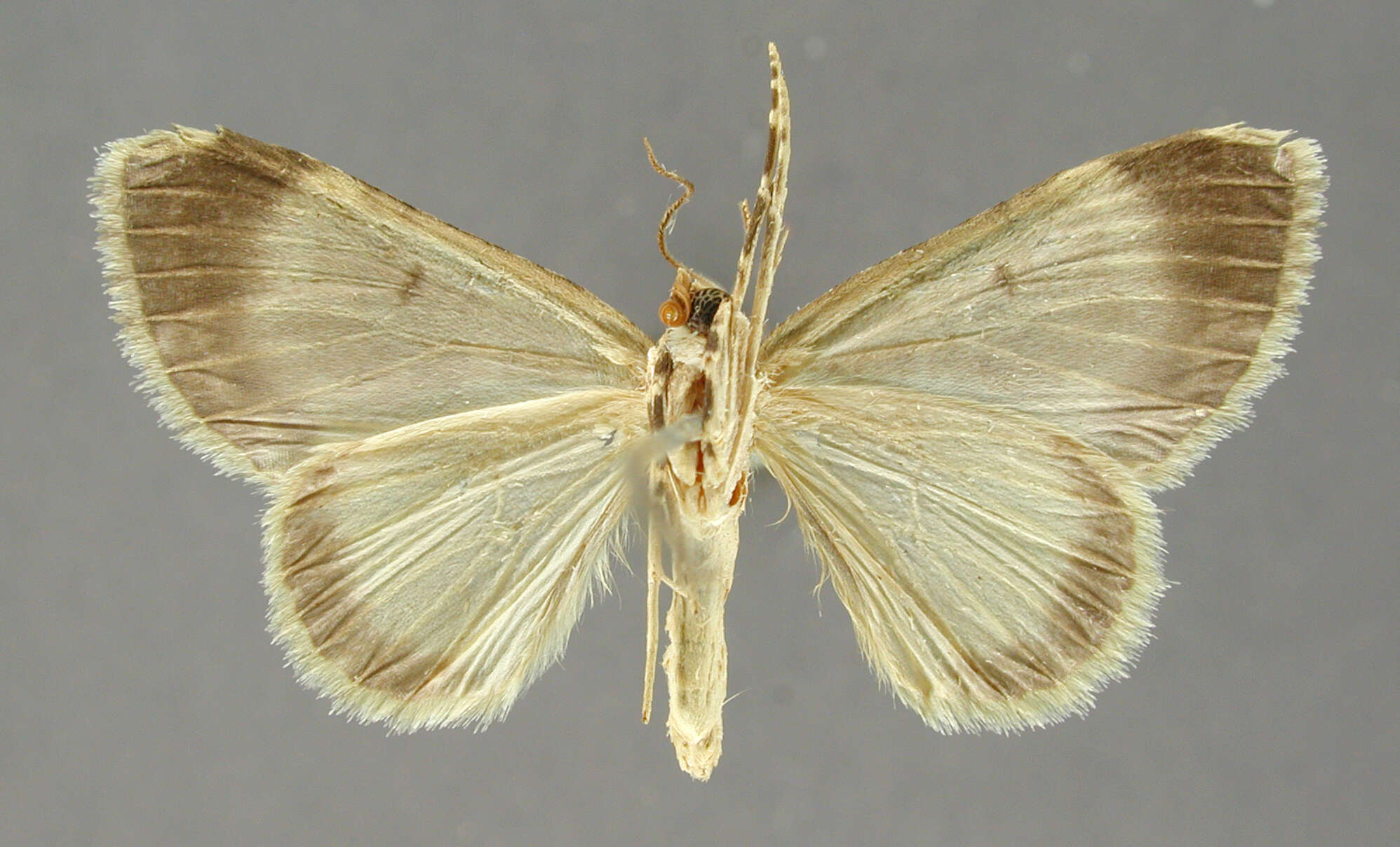 Image of Hammaptera linusaria Schaus 1912