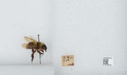 Imagem de Bombus diversus Smith 1869