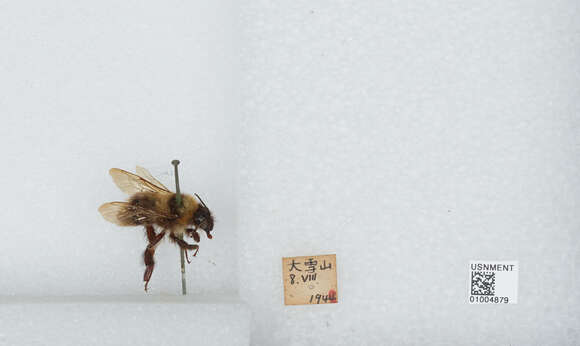 Imagem de Bombus diversus Smith 1869