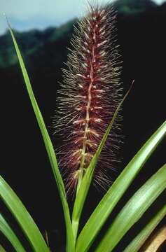 Image of Cenchrus henryanus (F. Br.) M. W. Tornab. & W. L. Wagner