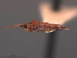 Image of Ulonemia concava Drake 1942