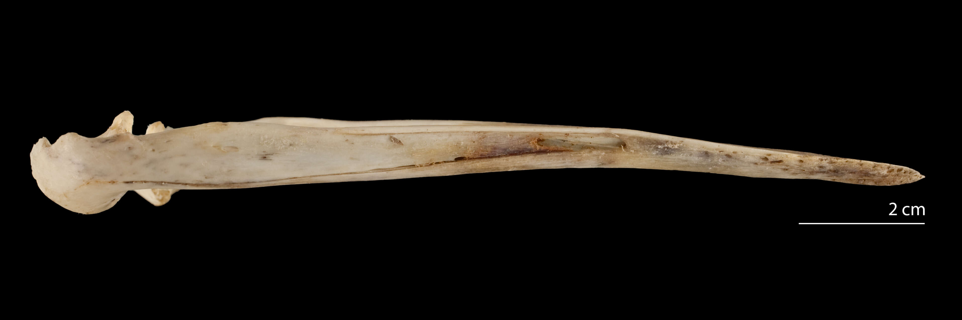 Pterocnemia pennata (d'Orbigny 1834) resmi