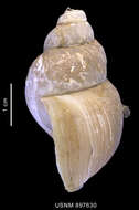 Image of Neobuccinum E. A. Smith 1879